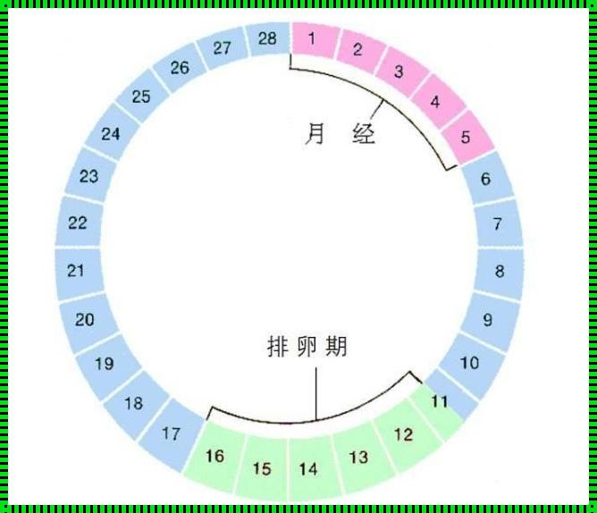 30天排卵日期表图：备孕路上的贴心助手